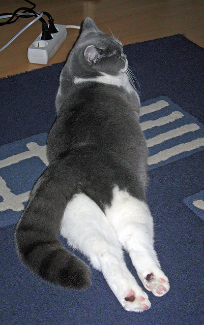 kaiyun.com-迷你攀岩挑战赛，家庭互动的好选择，迷你攀爬车评测