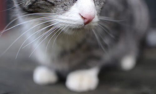 开云·体育官网APP下载-中国足球训练营引进海外心理辅导团队，中国足协足球训练中心