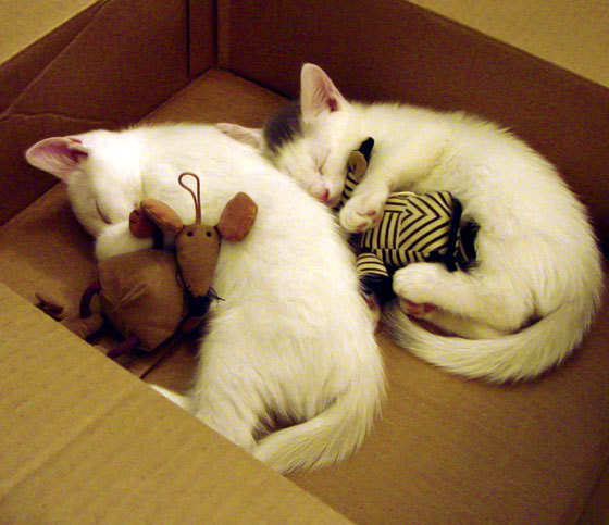 开云官方网页登录-球员状态神勇，对抗局势紧张刺激，球员状态神勇,对抗局势紧张刺激怎么办