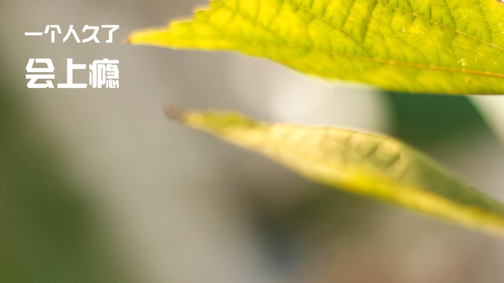 开云·体育官方网站入口-中国男子4×200米自由泳接力决赛精彩纷呈，男子4×100米自由泳接力