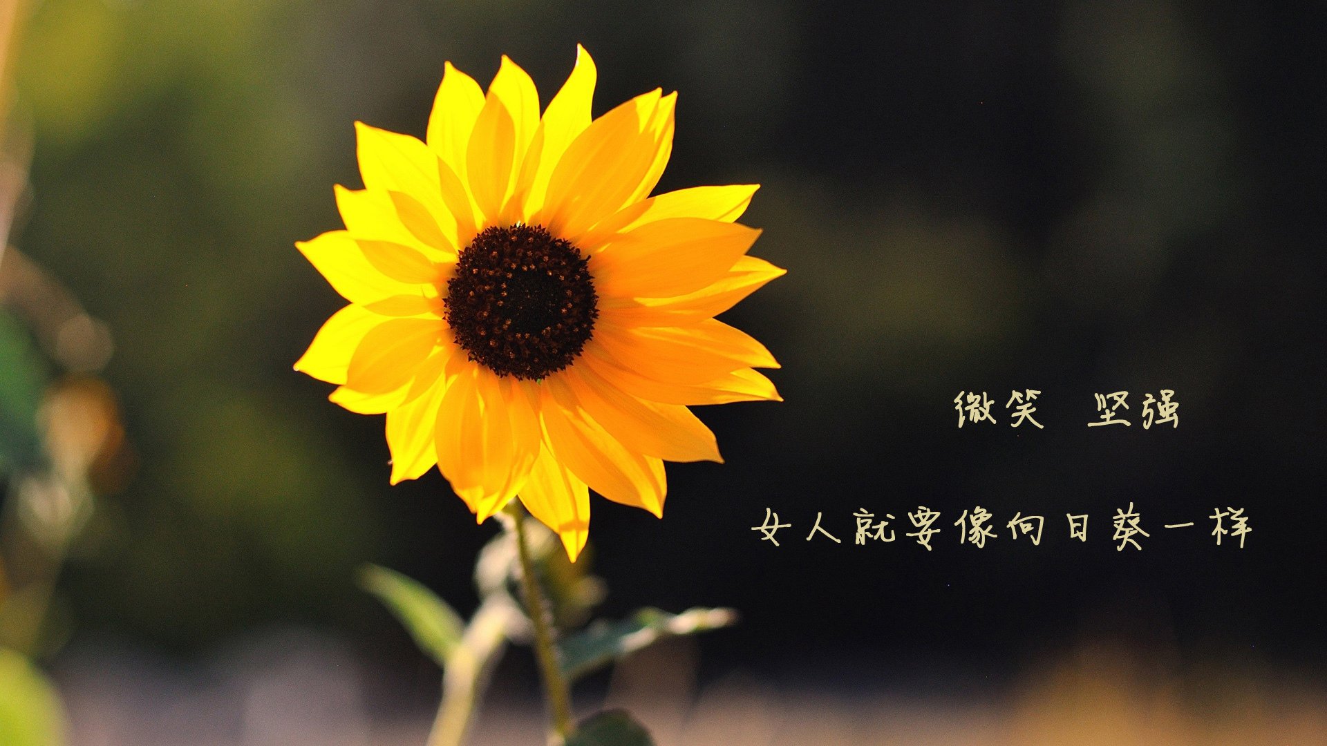 开云官方-莫伊：全黑队的进攻利器，前锋线上的强力支点，莫伊兹 百科